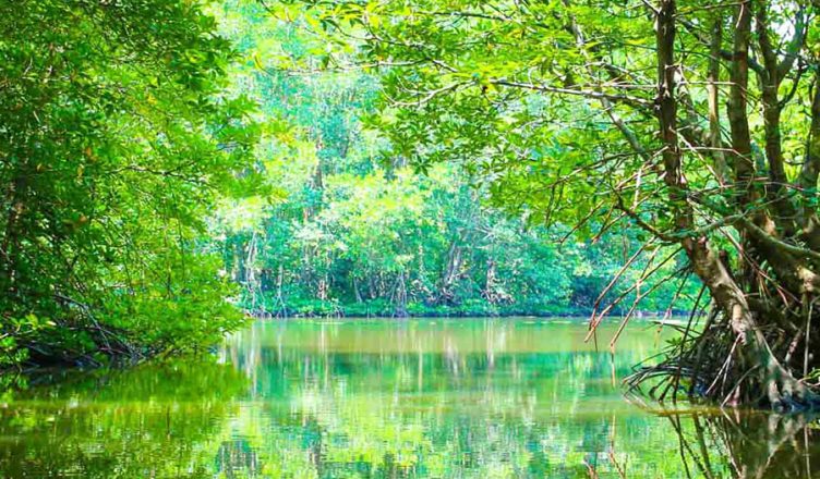 Can Gio Biosphere Reserve in Ho Chi Minh City 1 Can Gio Biosphere Reserve
