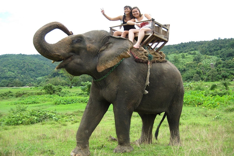 Elephant ride: A memorable encounter on your Vietnam land tour, experiencing local traditions. Elephant ride: A memorable encounter on your Vietnam land tour 29 days, experiencing local traditions.