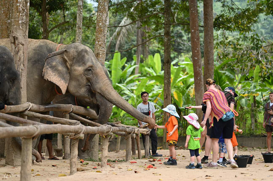 Hand-feed and walk side-by-side with rescued gentle giants! Experience a 100% cruelty-free, ethical day at Samui Elephant Haven. Feeding rescued elephants at ethical Samui Elephant Haven sanctuary tour