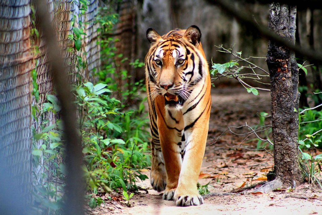 Phnom Tamao Wildlife Sanctuary