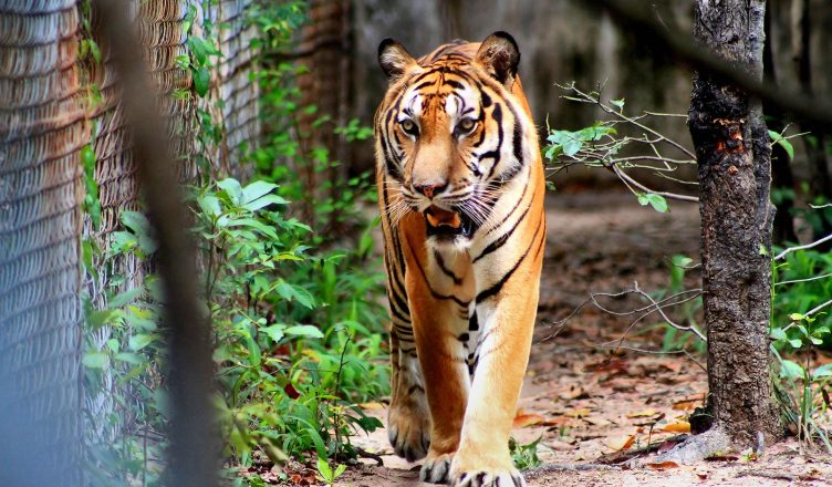 Phnom Tamao Wildlife Sanctuary Tour 1 Phnom Tamao Wildlife Sanctuary