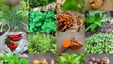 Vietnamese Herbs and Spices To Know While Cooking 138 Vietnamese Herbs and Spices