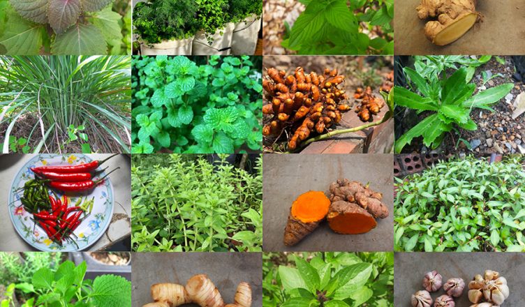 Vietnamese Herbs and Spices To Know While Cooking 1 Vietnamese Herbs and Spices