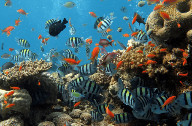 cham island snorkeling tours cham island snorkeling day tour from hoi an