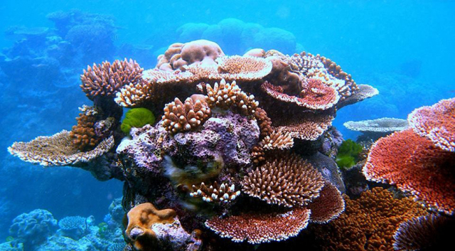 cu lao cham cham island snorkeling tour 1 day