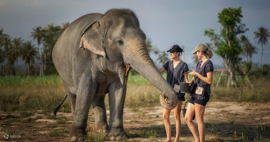 Experience an ethical wildlife connection and feed gentle giants at the sanctuary on our pattaya elephant sanctuary tour. Tourists interacting with and feeding elephants in a lush jungle setting on pattaya elephant sanctuary tour.